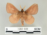中文名:淡紋枯葉蛾(1282-649)學名:Euthrix nigropuncta (Wileman, 1910)(1282-649)中文別名:淡紋小毛蟲