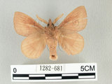 中文名:淡紋枯葉蛾(1282-681)學名:Euthrix nigropuncta (Wileman, 1910)(1282-681)中文別名:淡紋小毛蟲