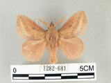 中文名:淡紋枯葉蛾(1282-681)學名:Euthrix nigropuncta (Wileman, 1910)(1282-681)中文別名:淡紋小毛蟲
