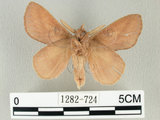 中文名:淡紋枯葉蛾(1282-724)學名:Euthrix nigropuncta (Wileman, 1910)(1282-724)中文別名:淡紋小毛蟲