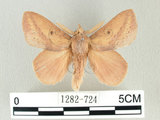 中文名:淡紋枯葉蛾(1282-724)學名:Euthrix nigropuncta (Wileman, 1910)(1282-724)中文別名:淡紋小毛蟲