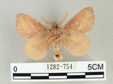 中文名:淡紋枯葉蛾(1282-754)學名:Euthrix nigropuncta (Wileman, 1910)(1282-754)中文別名:淡紋小毛蟲