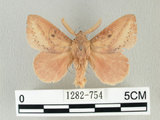 中文名:淡紋枯葉蛾(1282-754)學名:Euthrix nigropuncta (Wileman, 1910)(1282-754)中文別名:淡紋小毛蟲