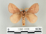 中文名:淡紋枯葉蛾(1282-2228)學名:Euthrix nigropuncta (Wileman, 1910)(1282-2228)中文別名:淡紋小毛蟲