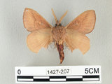 中文名:淡紋枯葉蛾(1427-207)學名:Euthrix nigropuncta (Wileman, 1910)(1427-207)中文別名:淡紋小毛蟲