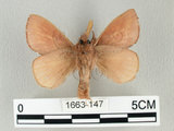 中文名:淡紋枯葉蛾(1663-147)學名:Euthrix nigropuncta (Wileman, 1910)(1663-147)中文別名:淡紋小毛蟲