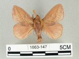 中文名:淡紋枯葉蛾(1663-147)學名:Euthrix nigropuncta (Wileman, 1910)(1663-147)中文別名:淡紋小毛蟲