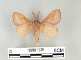 中文名:淡紋枯葉蛾(2098-136)學名:Euthrix nigropuncta (Wileman, 1910)(2098-136)中文別名:淡紋小毛蟲