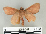 中文名:淡紋枯葉蛾(2098-144)學名:Euthrix nigropuncta (Wileman, 1910)(2098-144)中文別名:淡紋小毛蟲