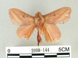 中文名:淡紋枯葉蛾(2098-144)學名:Euthrix nigropuncta (Wileman, 1910)(2098-144)中文別名:淡紋小毛蟲