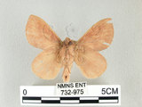 中文名:淡紋枯葉蛾(732-975)學名:Euthrix nigropuncta (Wileman, 1910)(732-975)中文別名:淡紋小毛蟲