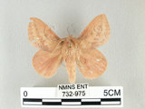 中文名:淡紋枯葉蛾(732-975)學名:Euthrix nigropuncta (Wileman, 1910)(732-975)中文別名:淡紋小毛蟲