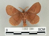 中文名:斜帶暗枯葉蛾(1282-280)學名:Euthrix ochreipuncta (Wileman, 1910)(1282-280)