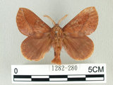 中文名:斜帶暗枯葉蛾(1282-280)學名:Euthrix ochreipuncta (Wileman, 1910)(1282-280)