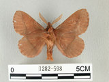 中文名:斜帶暗枯葉蛾(1282-598)學名:Euthrix ochreipuncta (Wileman, 1910)(1282-598)