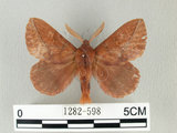 中文名:斜帶暗枯葉蛾(1282-598)學名:Euthrix ochreipuncta (Wileman, 1910)(1282-598)