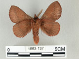 中文名:斜帶暗枯葉蛾(1663-137)學名:Euthrix ochreipuncta (Wileman, 1910)(1663-137)