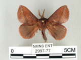 中文名:斜帶暗枯葉蛾(2997-77)學名:Euthrix ochreipuncta (Wileman, 1910)(2997-77)