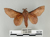 中文名:鋸緣枯葉蛾(1130-990)學名:Gastropacha horishana Matsumura, 1927(1130-990)中文別名:楊枯葉蛾