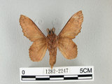 中文名:鋸緣枯葉蛾(1282-2247)學名:Gastropacha horishana Matsumura, 1927(1282-2247)中文別名:楊枯葉蛾