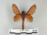 中文名:鋸緣枯葉蛾(1282-2297)學名:Gastropacha horishana Matsumura, 1927(1282-2297)中文別名:楊枯葉蛾