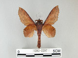 中文名:鋸緣枯葉蛾(1282-2297)學名:Gastropacha horishana Matsumura, 1927(1282-2297)中文別名:楊枯葉蛾