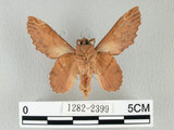 中文名:鋸緣枯葉蛾(1282-2399)學名:Gastropacha horishana Matsumura, 1927(1282-2399)中文別名:楊枯葉蛾