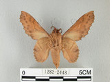 中文名:鋸緣枯葉蛾(1282-2448)學名:Gastropacha horishana Matsumura, 1927(1282-2448)中文別名:楊枯葉蛾