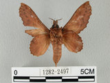 中文名:鋸緣枯葉蛾(1282-2497)學名:Gastropacha horishana Matsumura, 1927(1282-2497)中文別名:楊枯葉蛾