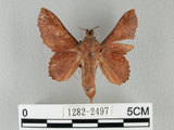 中文名:鋸緣枯葉蛾(1282-2497)學名:Gastropacha horishana Matsumura, 1927(1282-2497)中文別名:楊枯葉蛾