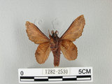 中文名:鋸緣枯葉蛾(1282-2530)學名:Gastropacha horishana Matsumura, 1927(1282-2530)中文別名:楊枯葉蛾