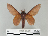 中文名:鋸緣枯葉蛾(1282-2582)學名:Gastropacha horishana Matsumura, 1927(1282-2582)中文別名:楊枯葉蛾