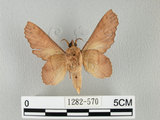 中文名:鋸緣枯葉蛾(1282-570)學名:Gastropacha horishana Matsumura, 1927(1282-570)中文別名:楊枯葉蛾