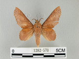 中文名:鋸緣枯葉蛾(1282-570)學名:Gastropacha horishana Matsumura, 1927(1282-570)中文別名:楊枯葉蛾
