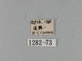中文名:鋸緣枯葉蛾(1282-73)
