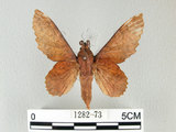 中文名:鋸緣枯葉蛾(1282-73)學名:Gastropacha horishana Matsumura, 1927(1282-73)中文別名:楊枯葉蛾