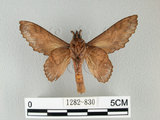 中文名:鋸緣枯葉蛾(1282-830)學名:Gastropacha horishana Matsumura, 1927(1282-830)中文別名:楊枯葉蛾