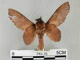 中文名:鋸緣枯葉蛾(245-76)學名:Gastropacha horishana Matsumura, 1927(245-76)中文別名:楊枯葉蛾