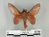 中文名:鋸緣枯葉蛾(245-76)學名:Gastropacha horishana Matsumura, 1927(245-76)中文別名:楊枯葉蛾
