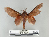 中文名:鋸緣枯葉蛾(248-1021)學名:Gastropacha horishana Matsumura, 1927(248-1021)中文別名:楊枯葉蛾