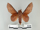 中文名:鋸緣枯葉蛾(248-1766)學名:Gastropacha horishana Matsumura, 1927(248-1766)中文別名:楊枯葉蛾