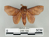 中文名:鋸緣枯葉蛾(248-189)學名:Gastropacha horishana Matsumura, 1927(248-189)中文別名:楊枯葉蛾
