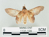 中文名:桔毛蟲(1131-139)學名:Gastropacha pardalis formosana Tams, 1935(1131-139)中文別名:平緣枯葉蛾