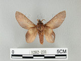 中文名:桔毛蟲(1282-231)學名:Gastropacha pardalis formosana Tams, 1935(1282-231)中文別名:平緣枯葉蛾