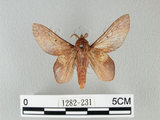中文名:桔毛蟲(1282-231)學名:Gastropacha pardalis formosana Tams, 1935(1282-231)中文別名:平緣枯葉蛾