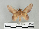 中文名:桔毛蟲(1282-2350)學名:Gastropacha pardalis formosana Tams, 1935(1282-2350)中文別名:平緣枯葉蛾