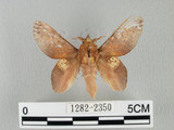 中文名:桔毛蟲(1282-2350)學名:Gastropacha pardalis formosana Tams, 1935(1282-2350)中文別名:平緣枯葉蛾