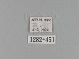 中文名:桔毛蟲(1282-451)