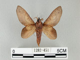 中文名:桔毛蟲(1282-451)學名:Gastropacha pardalis formosana Tams, 1935(1282-451)中文別名:平緣枯葉蛾