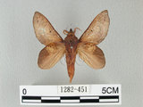 中文名:桔毛蟲(1282-451)學名:Gastropacha pardalis formosana Tams, 1935(1282-451)中文別名:平緣枯葉蛾